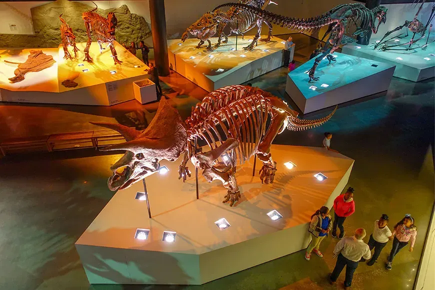 dinosaur skeletons at houston museum of natural science.
